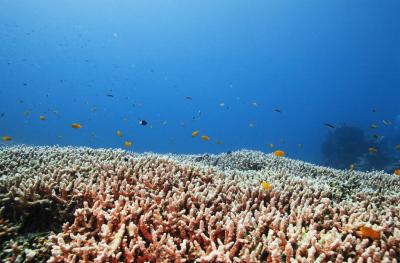 Ishigaki-jima Island Coral Reef