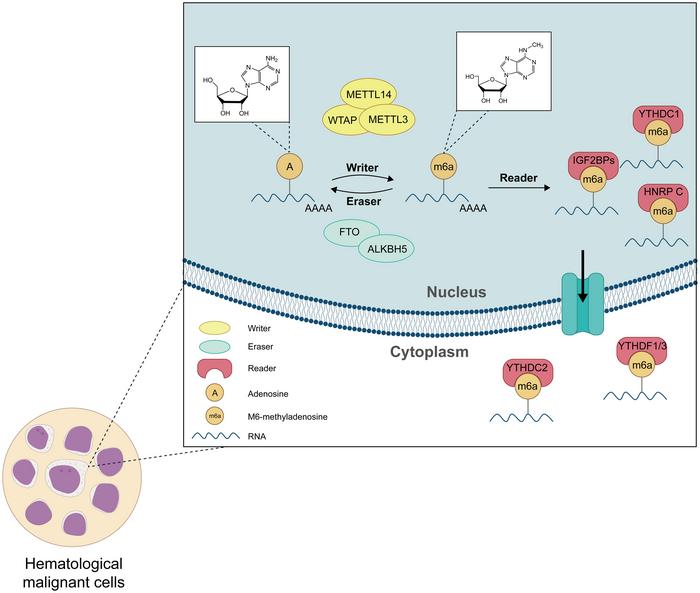 The roles of m6A RNA modificat [IMAGE] | EurekAlert! Science News Releases