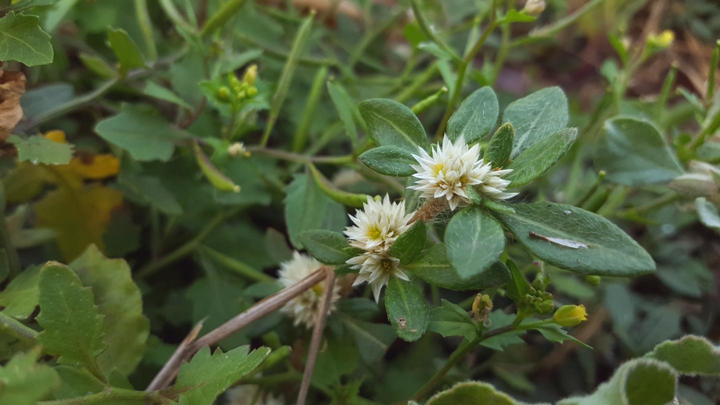 Alternanthera philoxeroides, commonly referred to as alligator weed