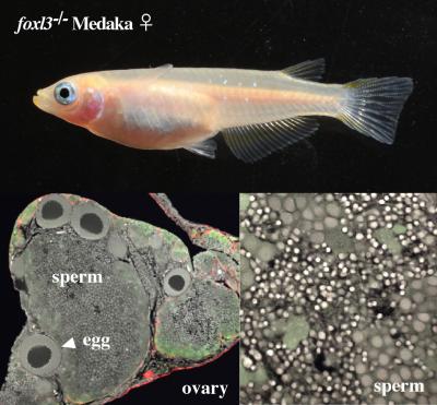 Female Medaka Lacking foxl3 Genes Showing Standard Female Body Shape