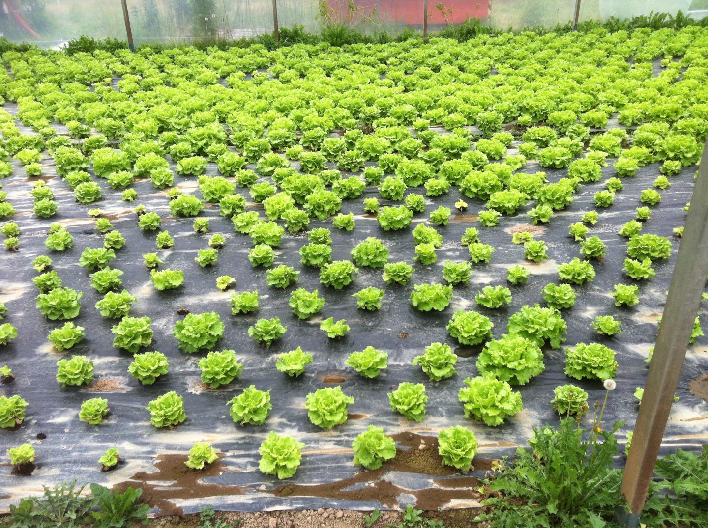 Lettuce yield using new biodisinfestation method