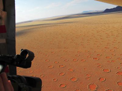 Termites Behind Desert 'Fairy Circles' (2 of 7)