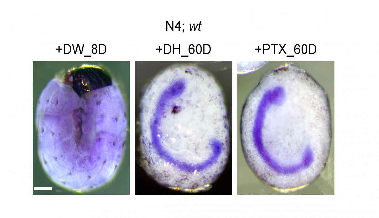 Figure 1B