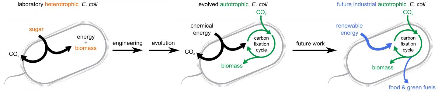 E. Coli Becomes An Autotroph