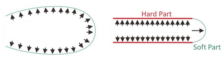 Root Hair Straightens Once the Sides Harden