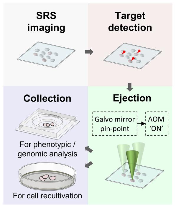 Workflow of stimulated Raman activated cell ejection (S-RACE).