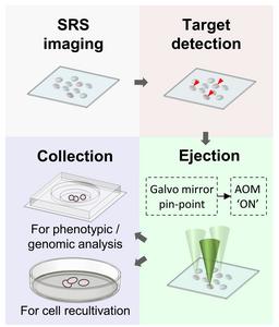 Workflow of stimulated Raman activated cell ejection (S-RACE).