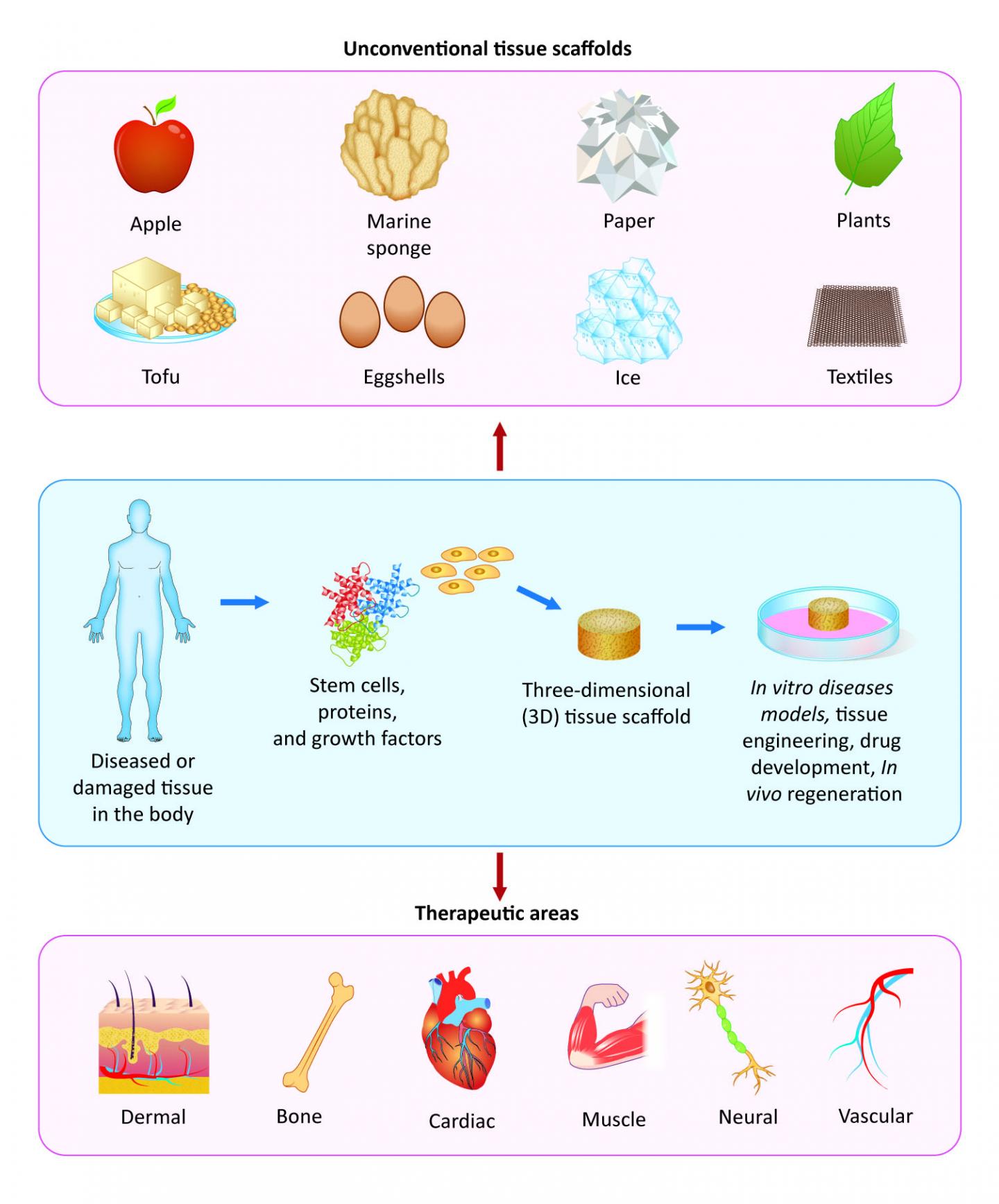 Tissue Engineering with Unconventional Materials