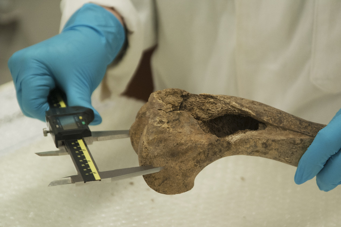 Pictures show Dr Katherine Kanne from the University of Exeter measuring horse bones found in Goltho, Lincolnshire using calipers and an osteometric board. The bones are a metacarpal, the end of the humerus and a tooth row from a mandible. Download pictur