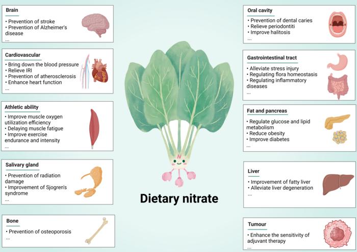 Physiological function of nitrate