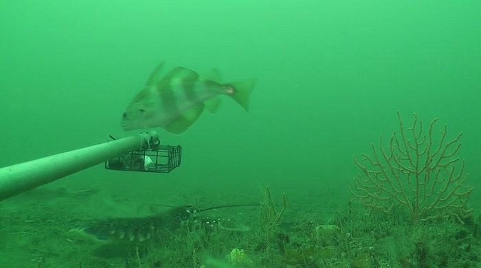 Lobster (Homarus gammarus) and pout (Trisopterus luscus)