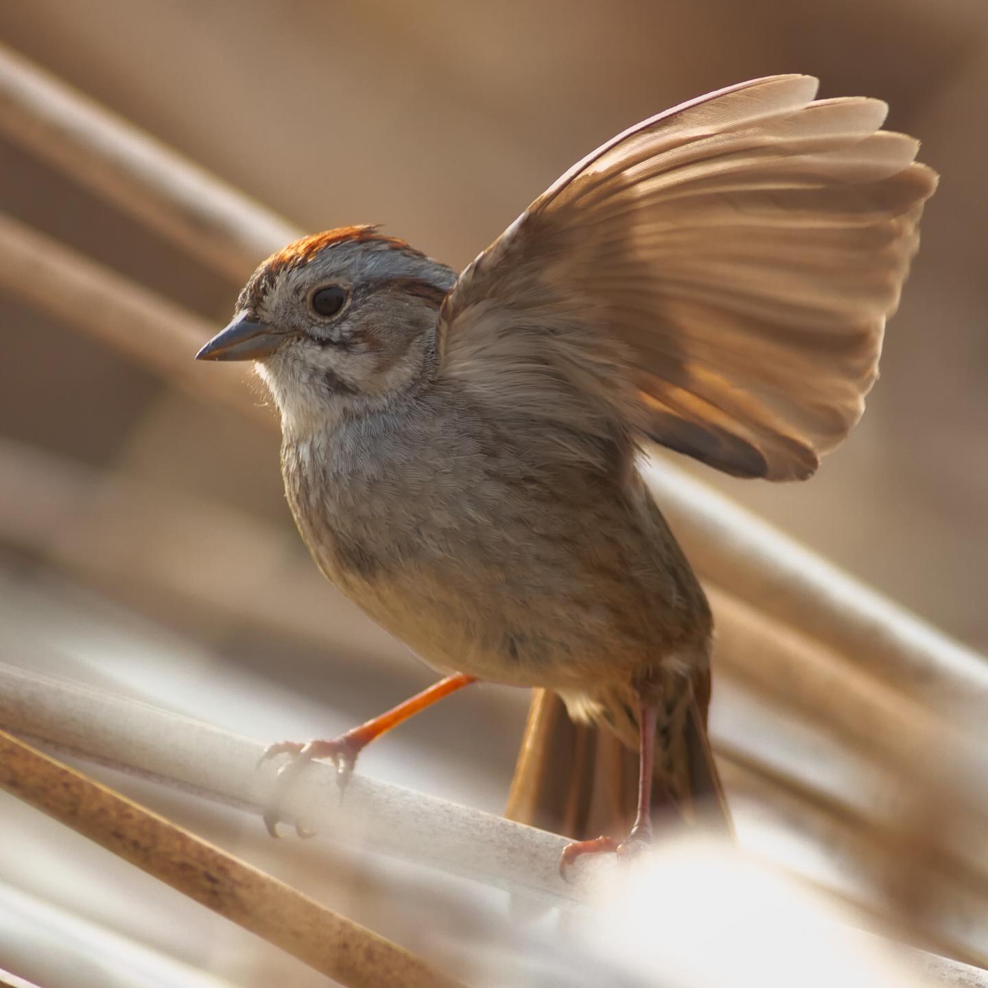 Swamp Sparrow