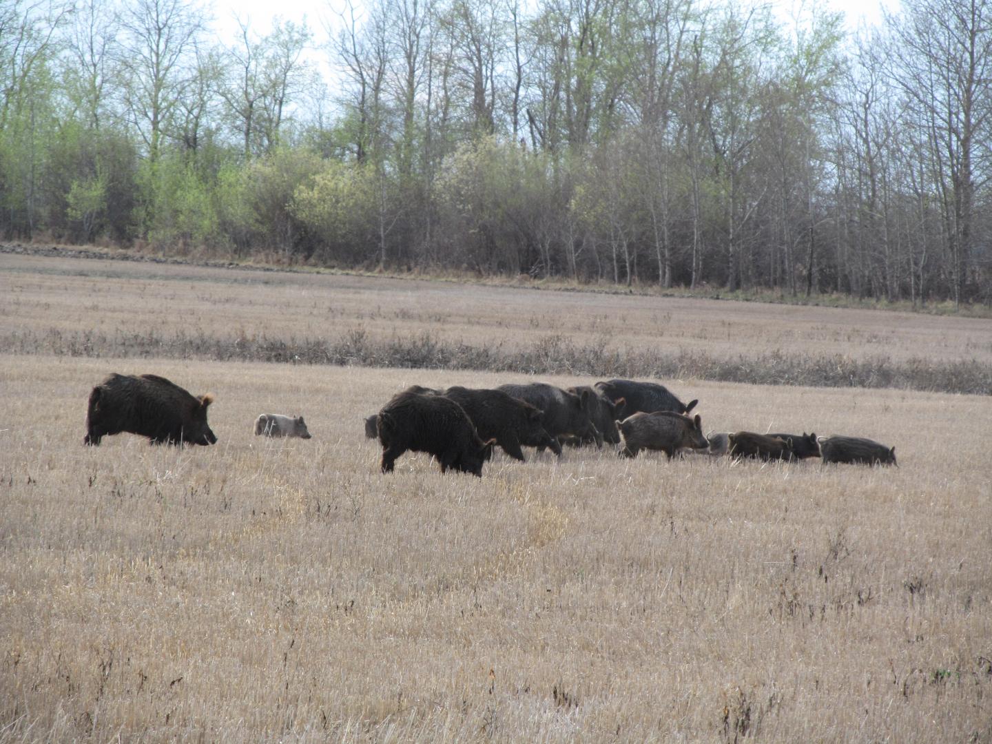 Wild Pigs Foraging in Saskatchewan, Canada