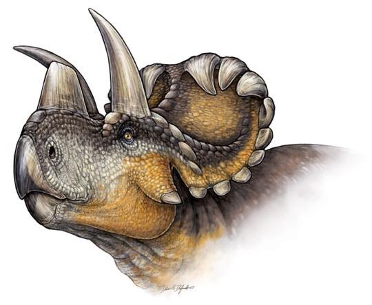 <I>Wendiceratops pinhornensis</I>