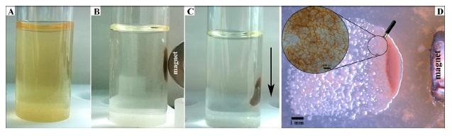 Magnetically Modified <em>A. borkumensis</em> Cells Acquire Magnetic Responsiveness