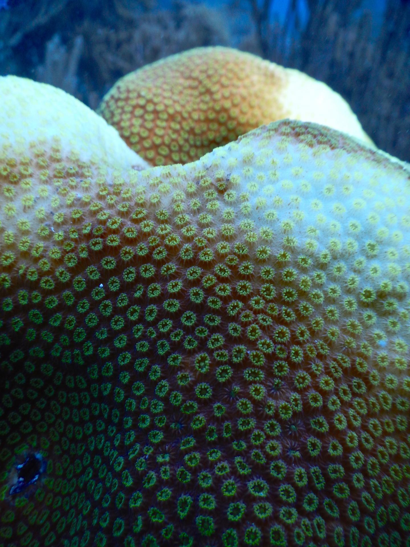 Caribbean Star Coral