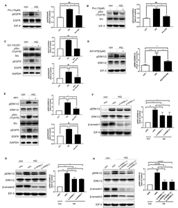 A novel β2-AR agonist, Higenamine, induces β-arrestin-biased signaling