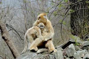 Mother and juvenile golden