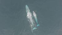 Aerial Blue Whales