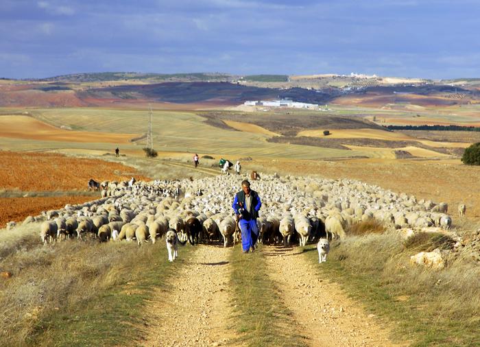 Spanish transhumant herders