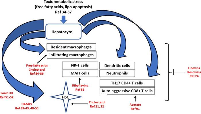 Hepatocyte-mediated activation of HSC, the innate and adaptive immune activation in the metabolic syndrome.