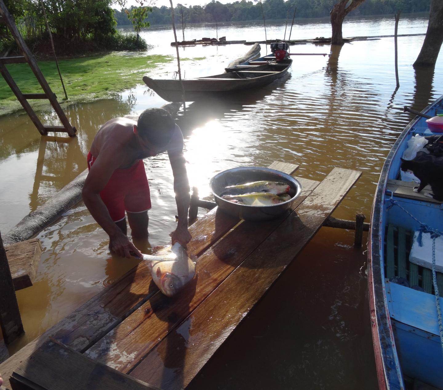 Fisherman Preparing Catch