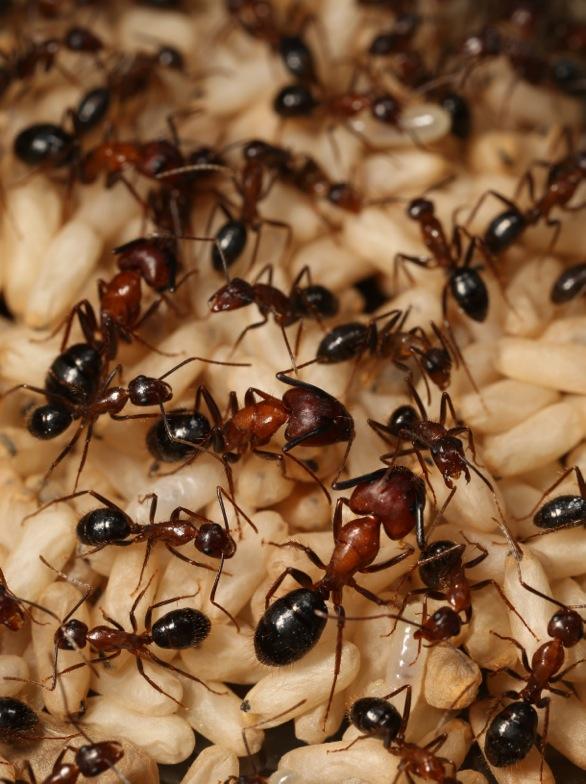 <em>Camponotus floridanus</em> Colony