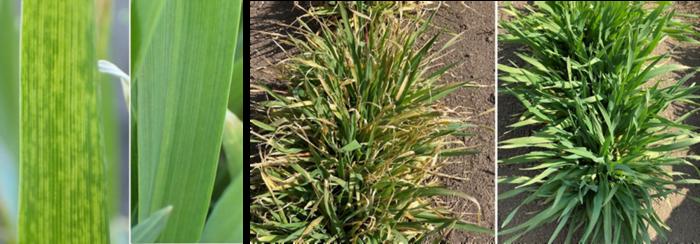 Symptoms of barley yellow mosaic virus disease in susceptible and resistant accessions