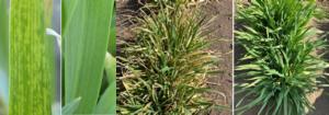 Symptoms of barley yellow mosaic virus disease in susceptible and resistant accessions