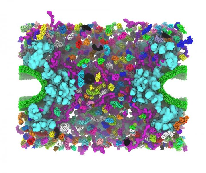 Nuclear Pore Simulation