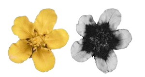 Visible and UV photos of the same flower