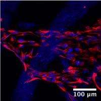 Astrocytes growing on Prellis Vascular Bundle