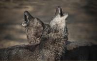 Howling Wolves (2 of 2)