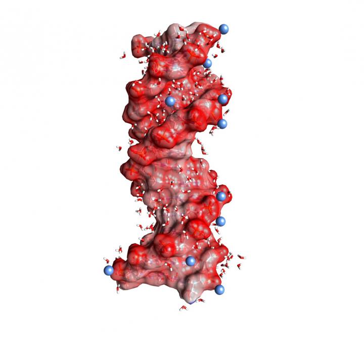 Fig. 1: DNA Double Helix Embedded in Water