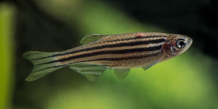 The Zebrafish Danio Rerio