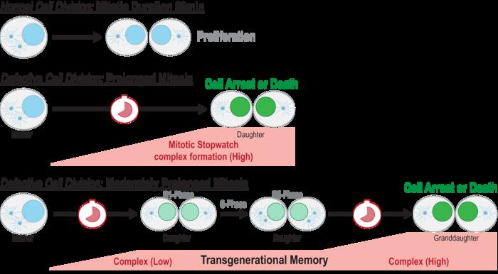 分子記憶：分裂期ストップウォッチ複合体は、連続した細胞周期を通して安定化している