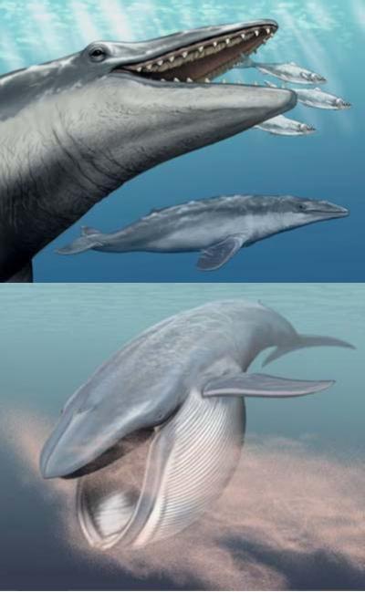 Extinct and Living Baleen Whales