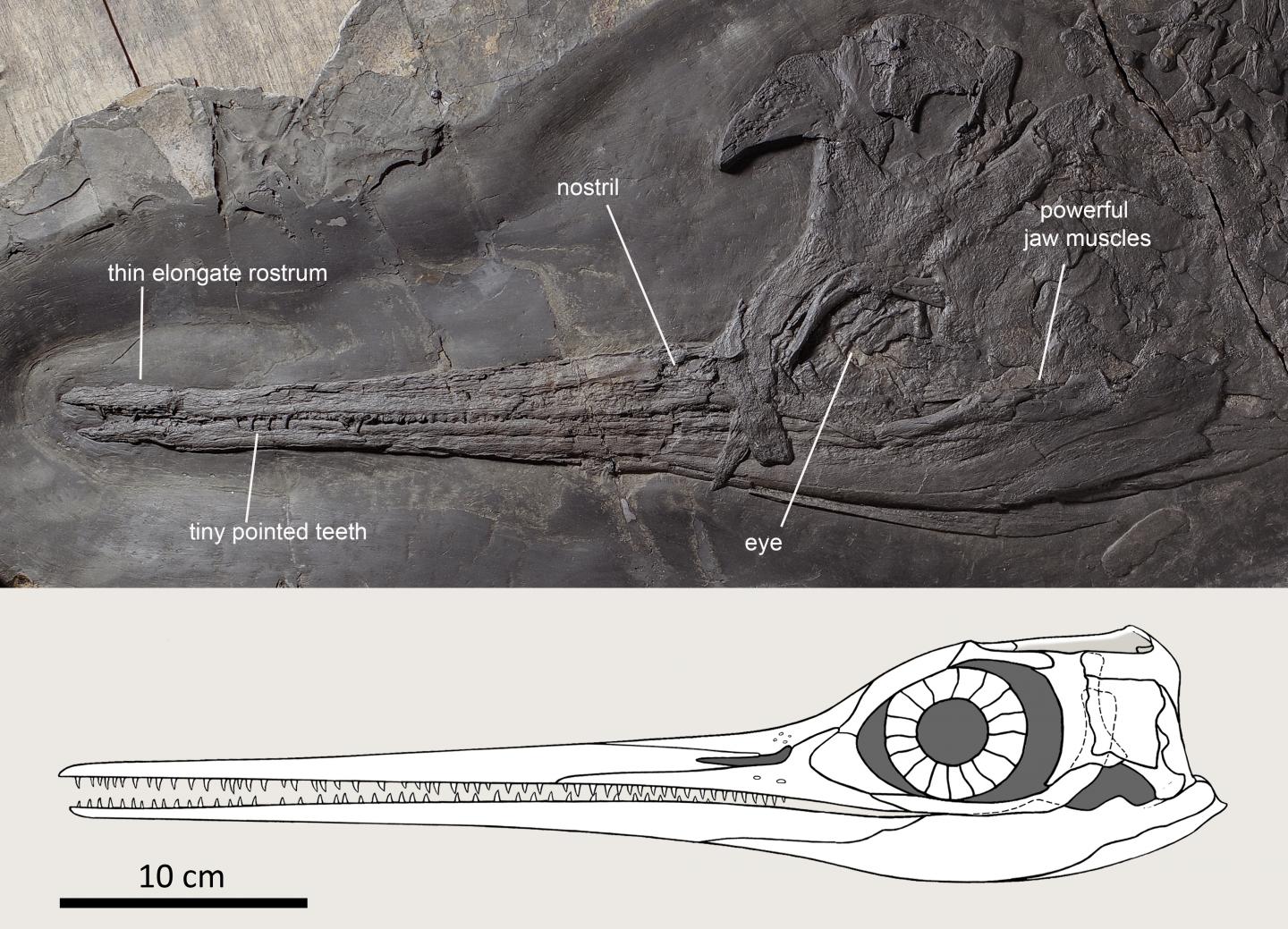 The skull of the type specimen of Besanosaurus