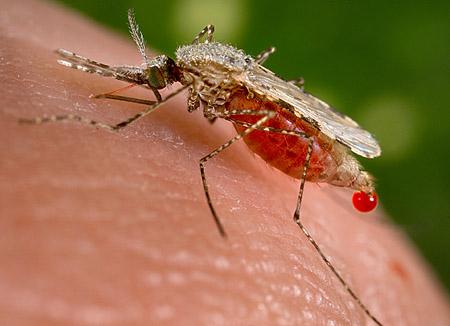 Mosquito <i>Anopheles stephensi</i>