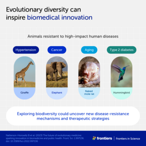 Evolutionary diversity can inspire biomedical innovation