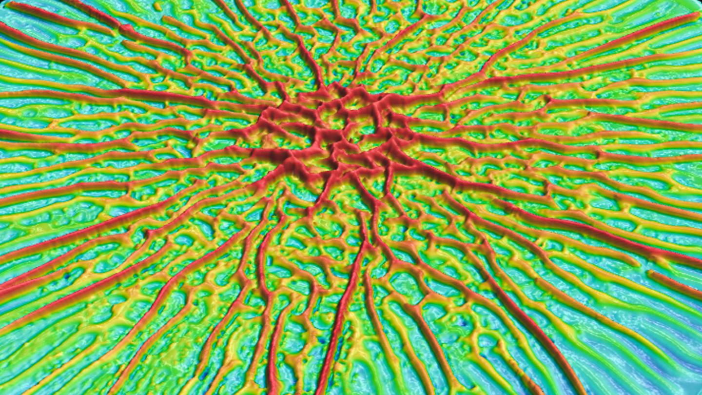 Biofilm Surface Topography