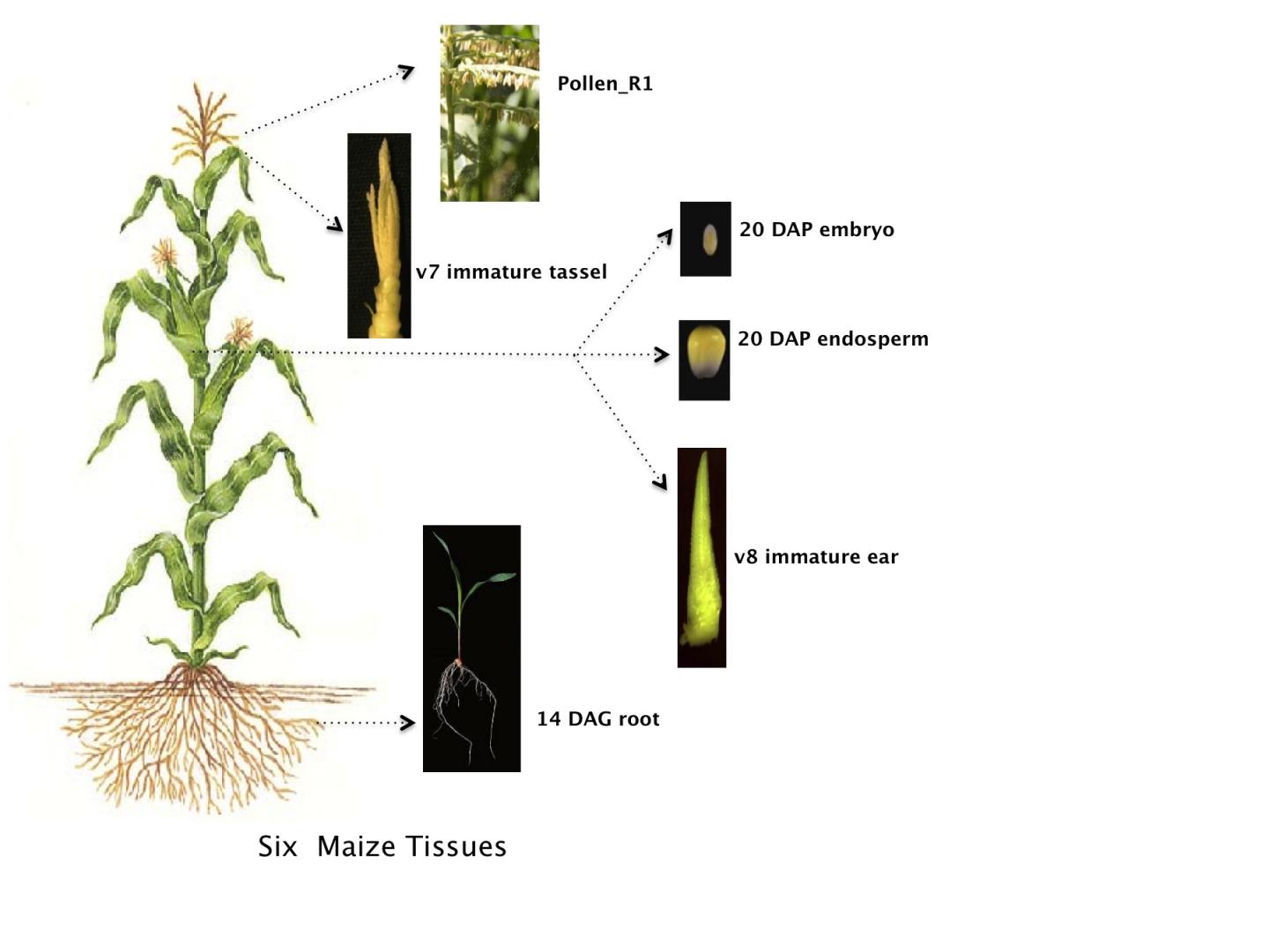 Remarkable Diversity in the Maize Plant