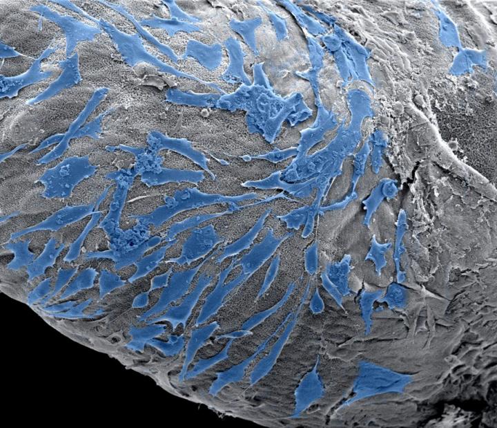 Cells Spreading On the Outside of a PA Based Scaffold