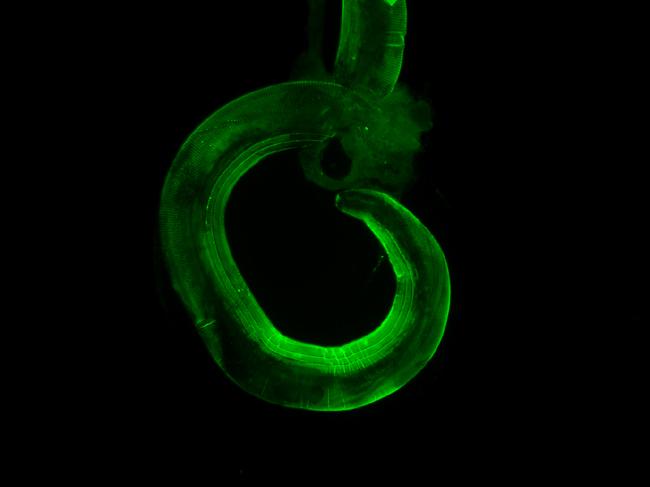 <em>Heligmosomoides polygyrus bakeri</em>