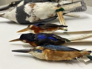 Kingfisher collections closeup