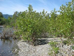 Poplars in Washington State
