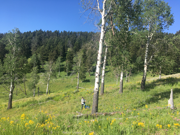 Measuring Aspen in Yellowstone National Park