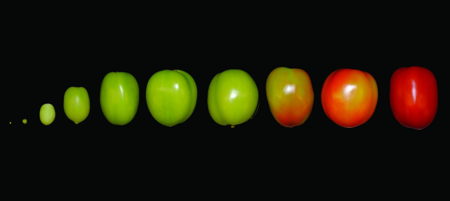 Tomato Ripening Sequence