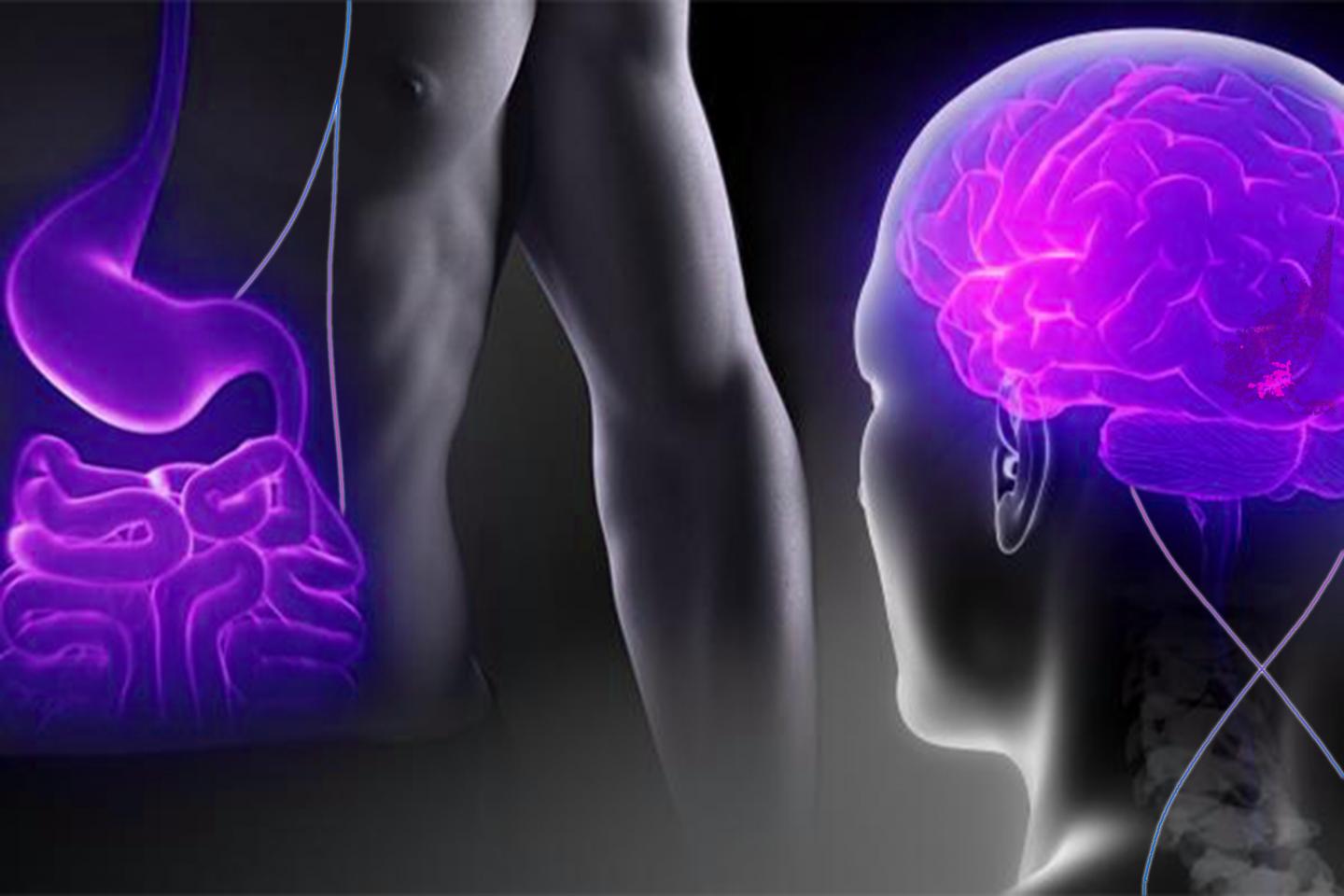 Gut-brain Connection to Silence the Hunger 'Alarm System'