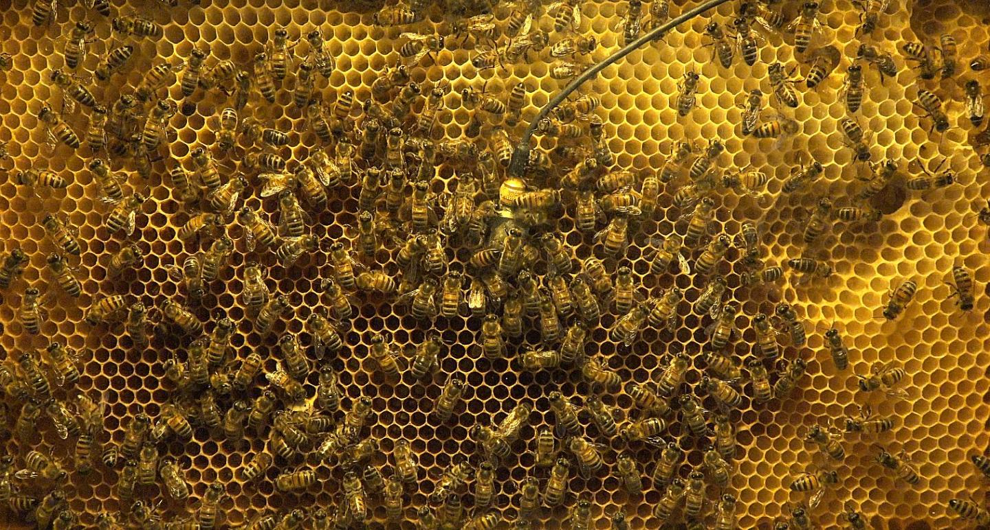 The Honeycomb
